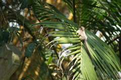 Callithrix jacchus × penicillata