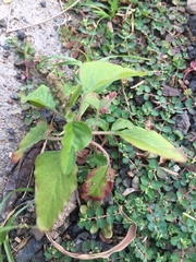 Amaranthus graecizans