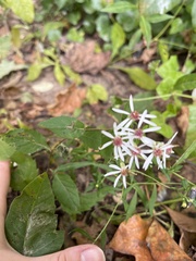 Eurybia divaricata