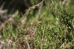 Bombyliini