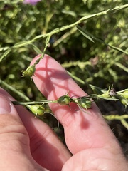 Agalinis heterophylla