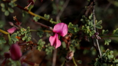 Indigofera spinescens