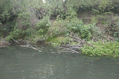 Sparganium erectum