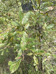 Quercus oglethorpensis