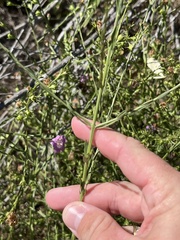 Agalinis heterophylla