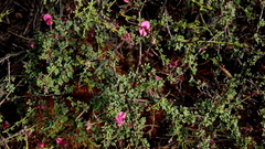 Indigofera spinescens