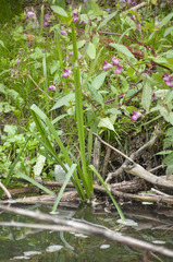 Sparganium erectum