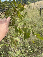 Quercus oglethorpensis