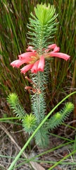 Erica abietina
