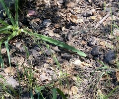 Coluber constrictor mormon