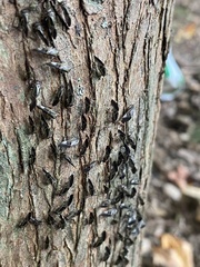 Cerastipsocus venosus