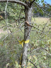 Quercus oglethorpensis