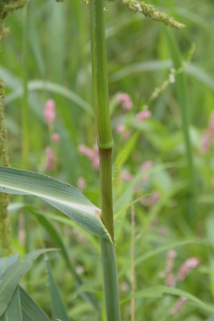 rough cockspur (Grasses of Carroll County Arkansas) · iNaturalist