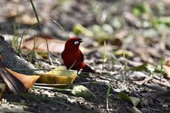 Ramphocelus bresilius