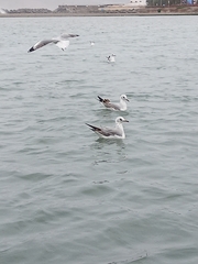 Chroicocephalus cirrocephalus