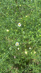Symphyotrichum pilosum