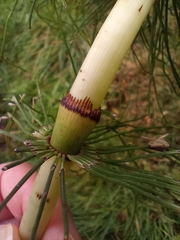Equisetum telmateia