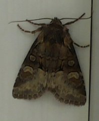 Brachylomia viminalis