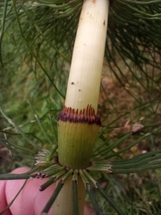 Equisetum telmateia