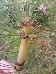 Equisetum telmateia