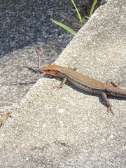 Plestiodon inexpectatus