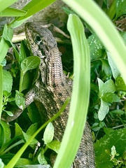 Leiocephalus carinatus