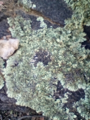 Flavoparmelia baltimorensis