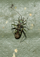 Phytocoris tiliae