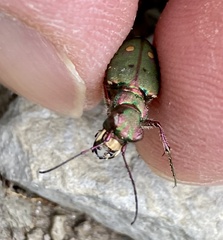 Cicindela campestris