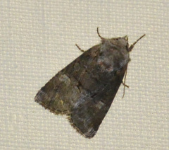 Brachylomia viminalis