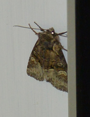 Brachylomia viminalis