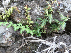 Asplenium billotii