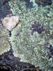 Flavoparmelia baltimorensis