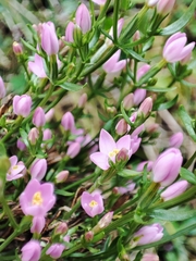 Centaurium erythraea
