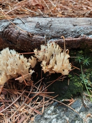 Clavulina coralloides
