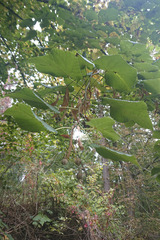 Tilia platyphyllos