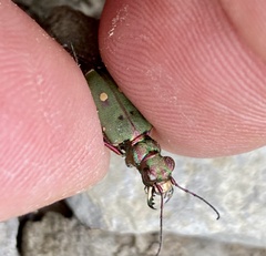 Cicindela campestris