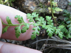 Asplenium billotii