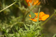 Cyanophrys herodotus