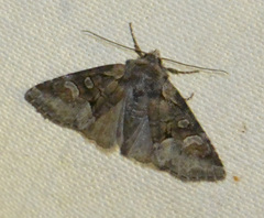 Brachylomia viminalis