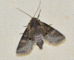 Brachylomia viminalis