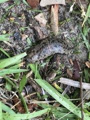 Megapallifera mutabilis