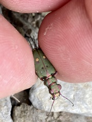 Cicindela campestris