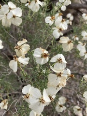 Zinnia acerosa