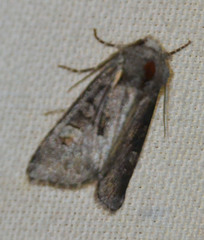 Brachylomia viminalis