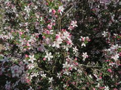 Philotheca verrucosa