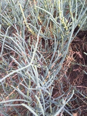 Arthrocaulon macrostachyum