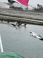 Larus belcheri