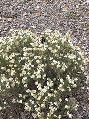 Zinnia acerosa