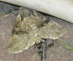 Brachylomia viminalis